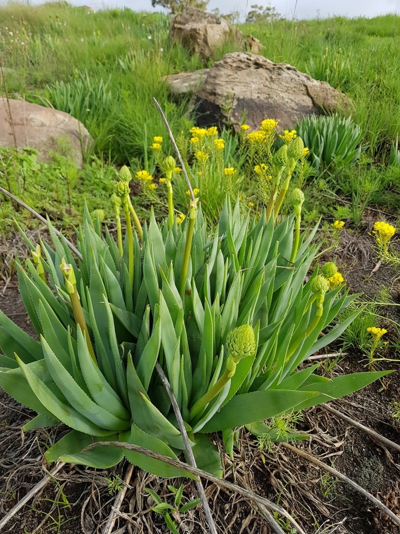 Aloe ecklonis photo 2