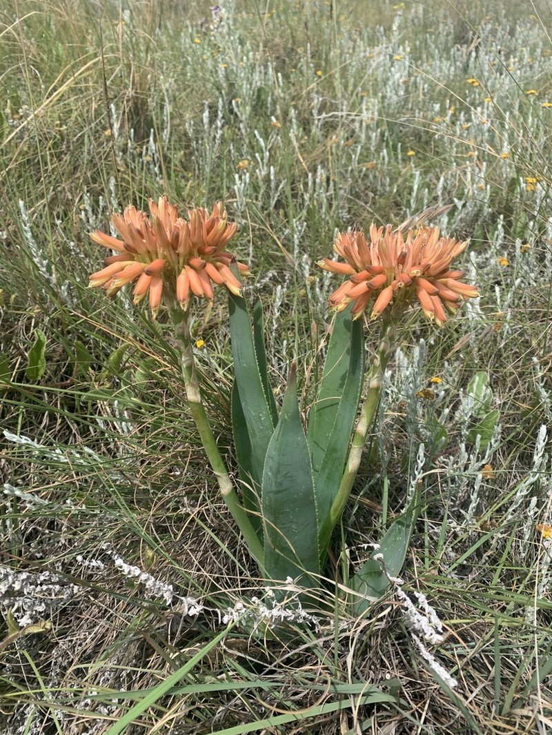 Aloe ecklonis photo 3