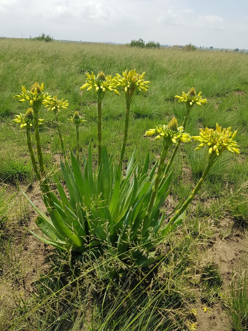 Aloe ecklonis photo 4