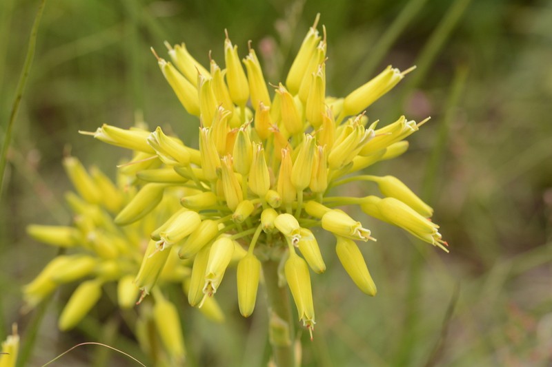 Aloe ecklonis photo 6