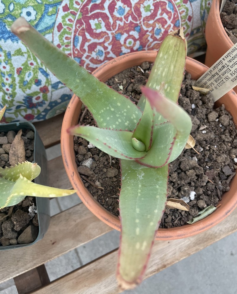 Aloe elegans