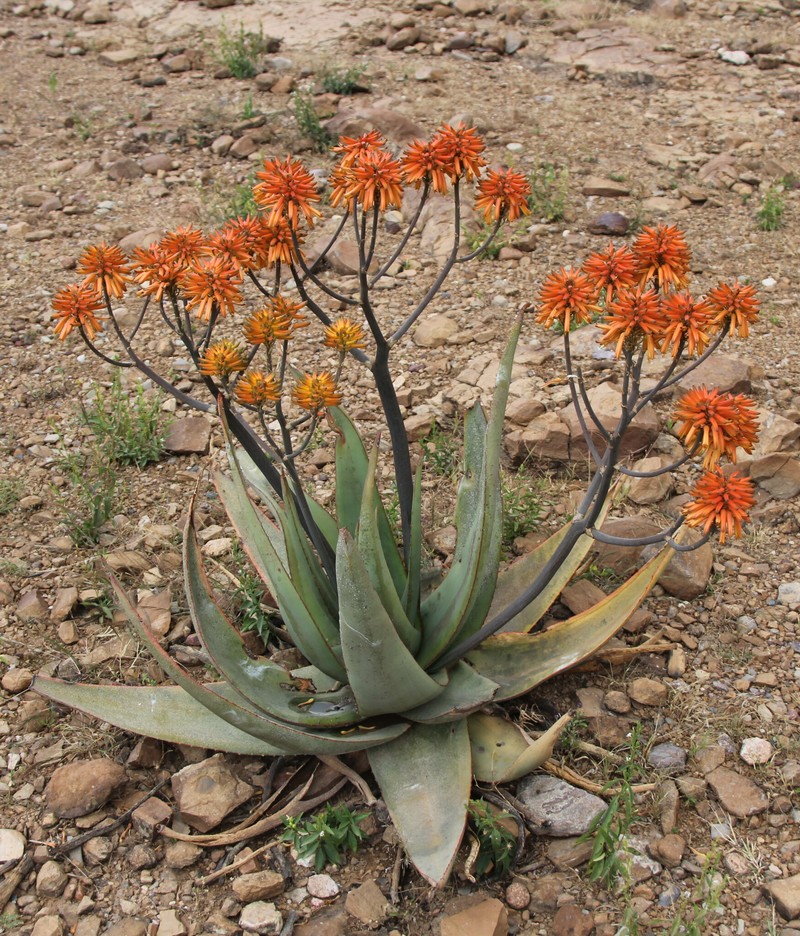 Aloe elegans photo 5