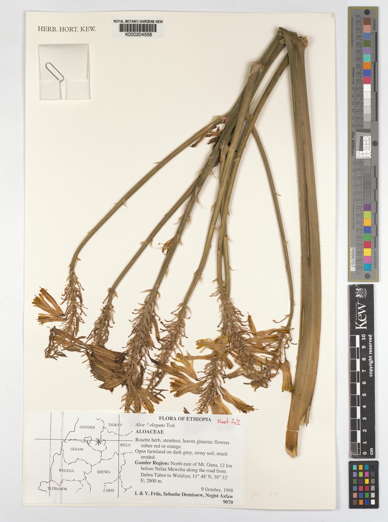 Aloe elegans photo 6