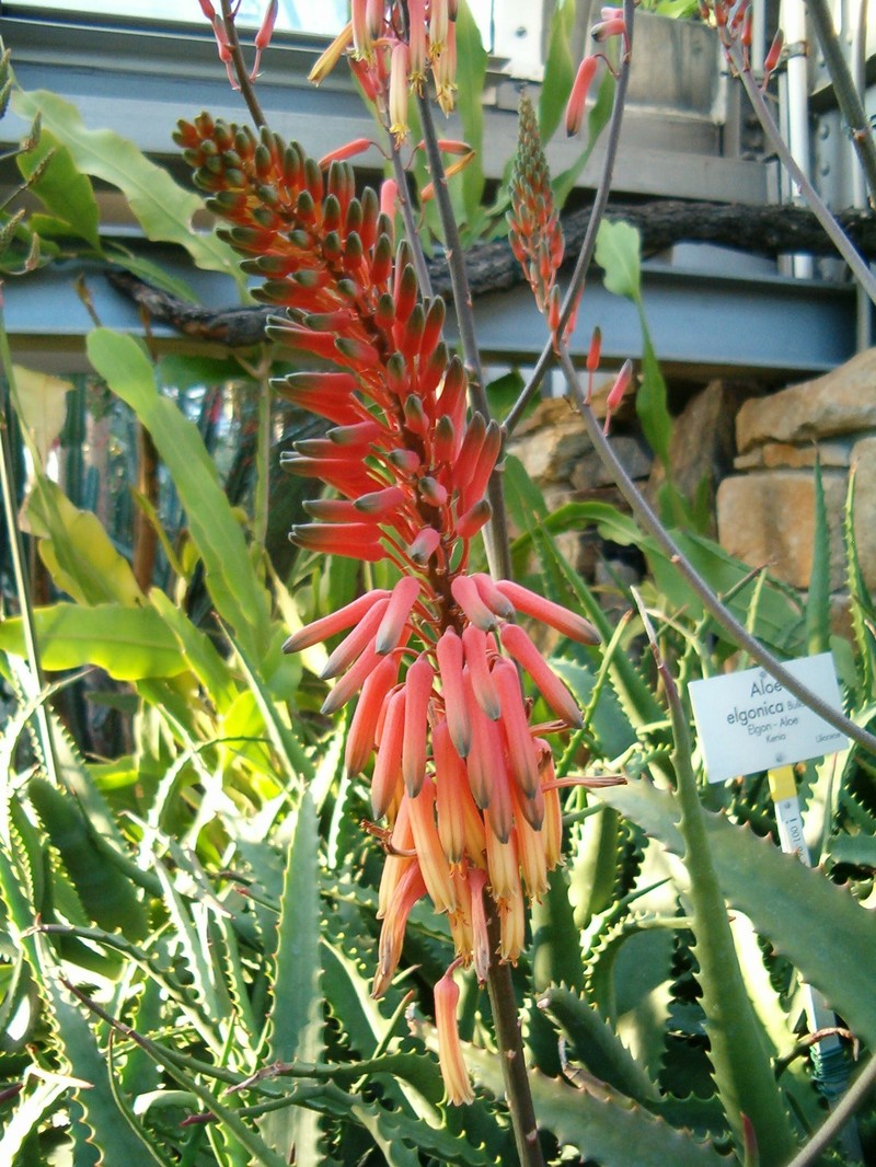 Aloe elgonica