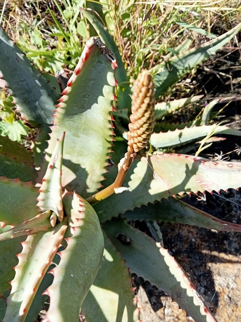 Aloe elgonica photo 2