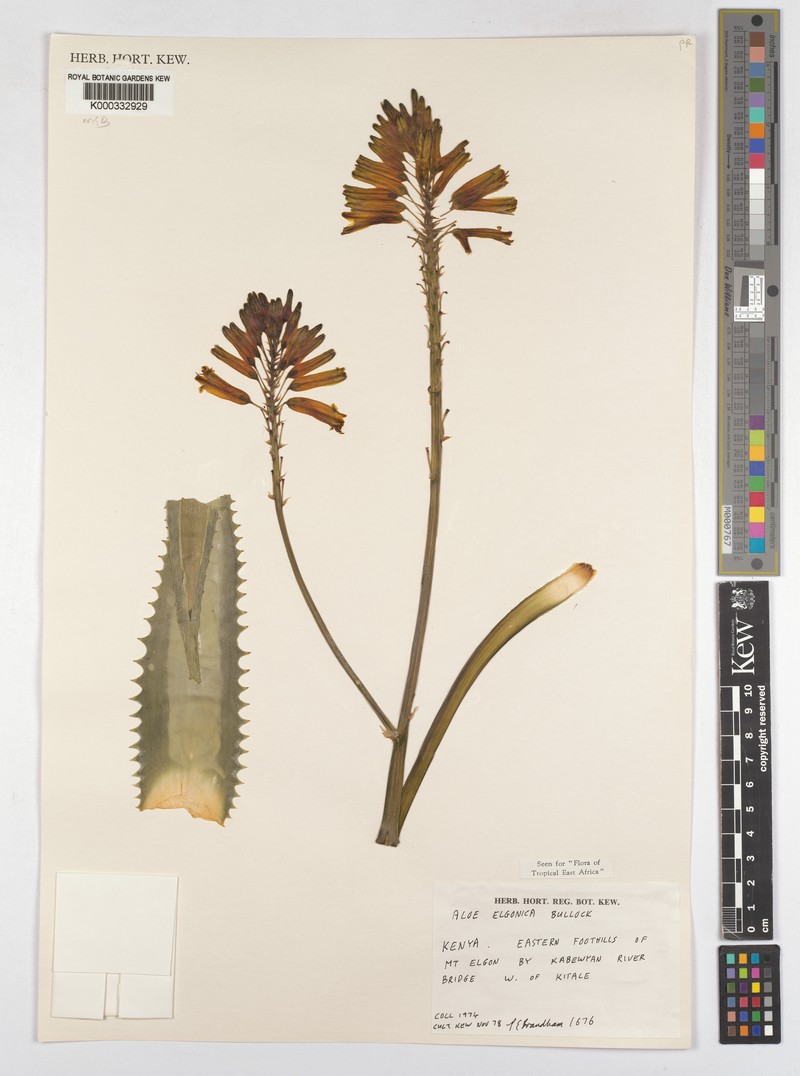 Aloe elgonica photo 5