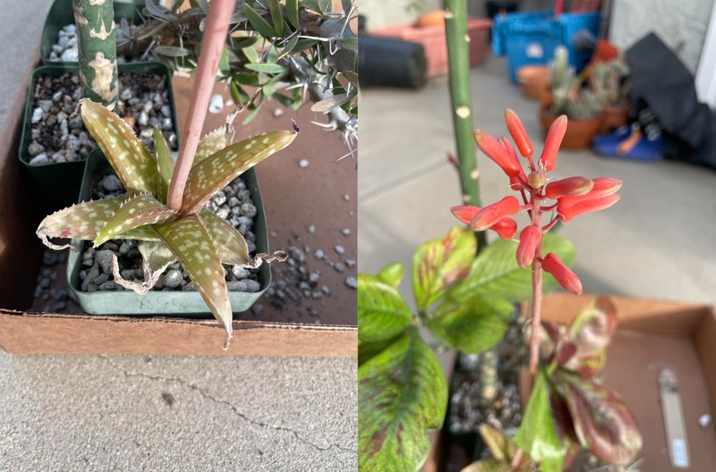 Aloe ellenbeckii