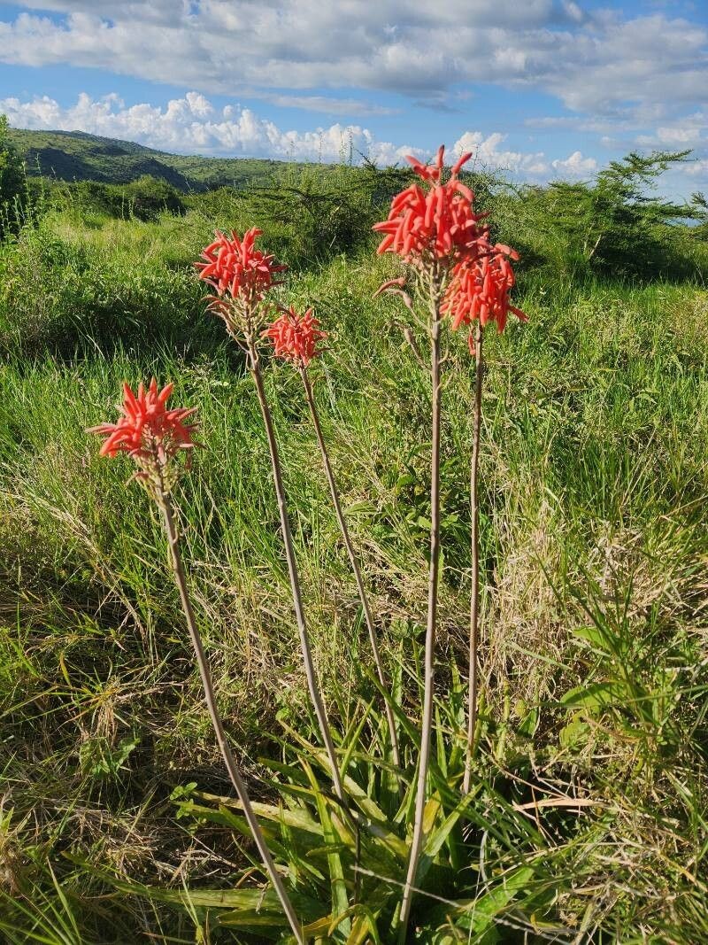 Aloe ellenbeckii photo 3