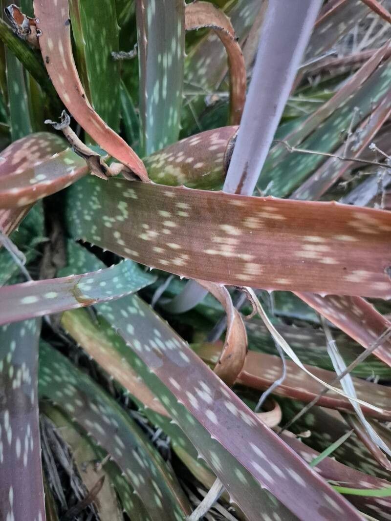 Aloe ellenbeckii photo 4