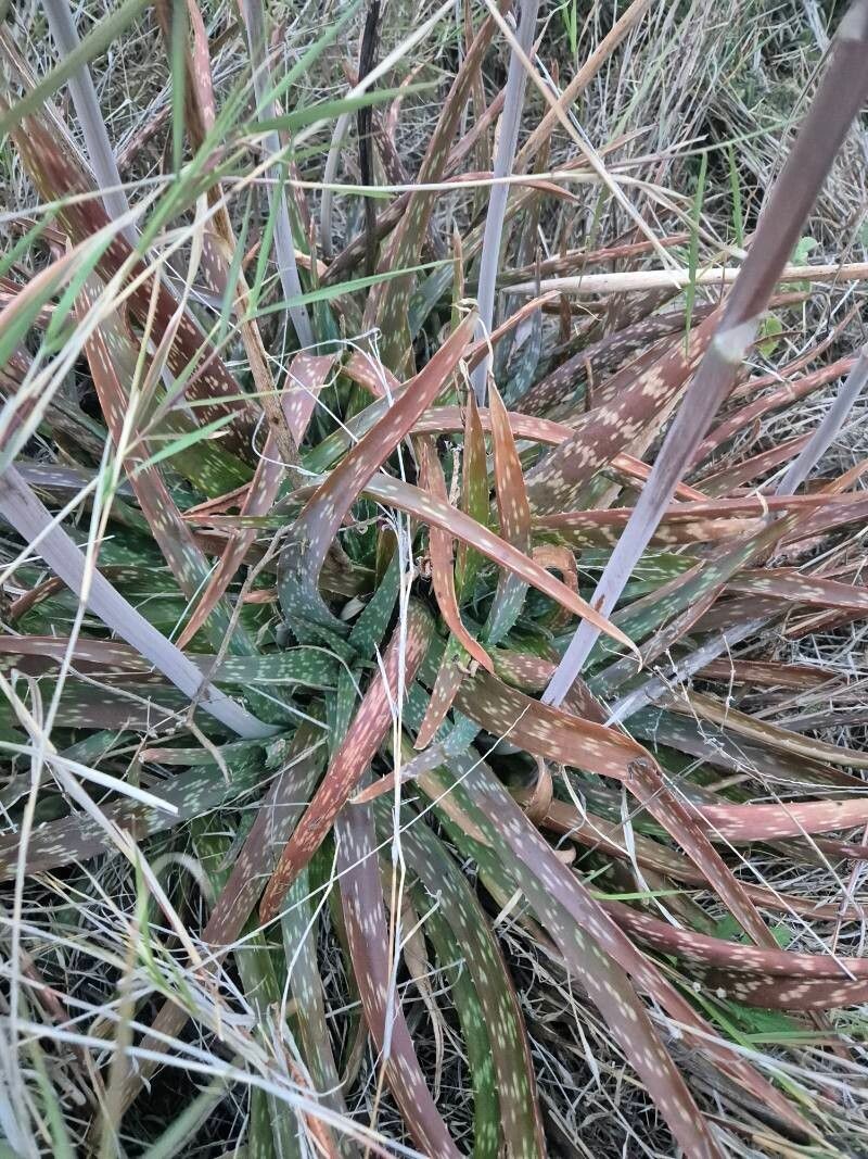 Aloe ellenbeckii photo 5