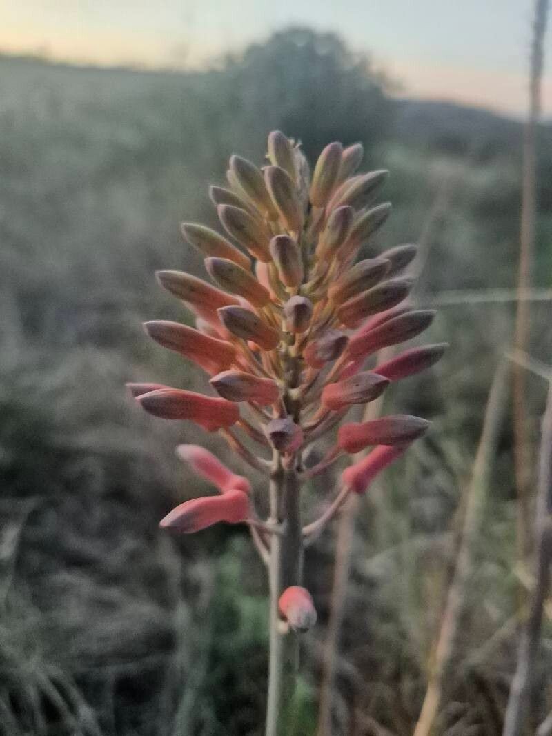 Aloe ellenbeckii photo 6