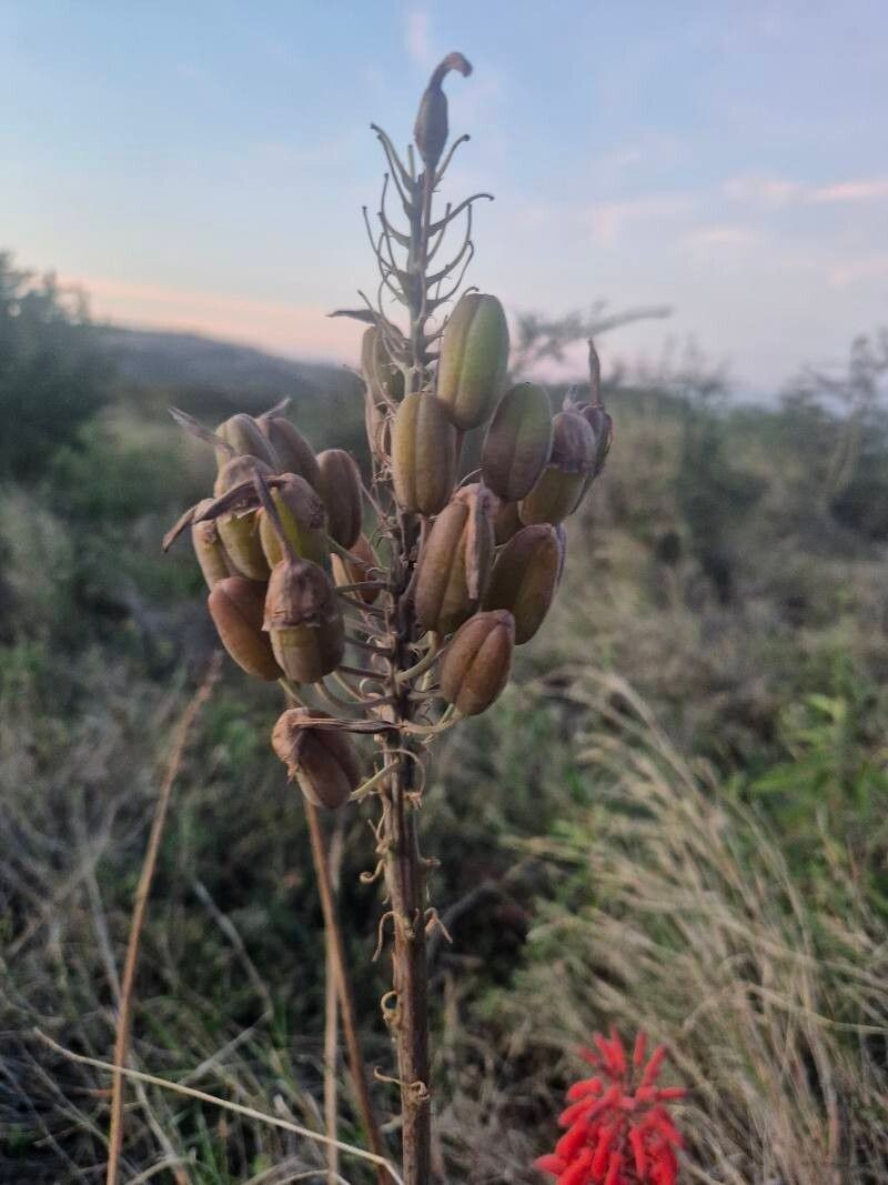Aloe ellenbeckii photo 7