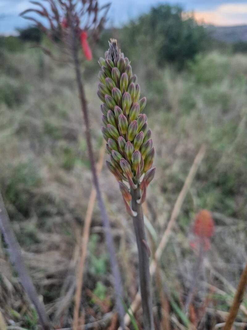 Aloe ellenbeckii photo 8