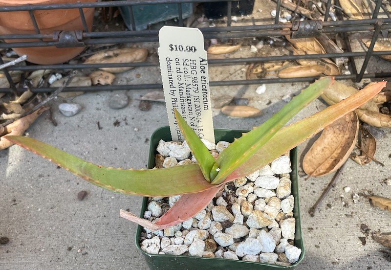 Aloe ericetorum