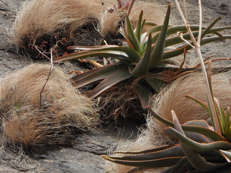 Aloe ericetorum photo 2