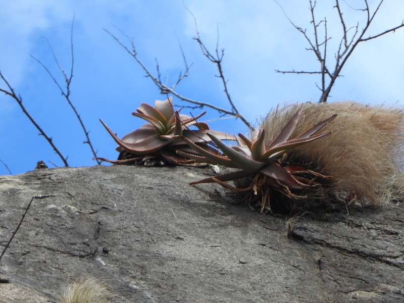 Aloe ericetorum photo 3