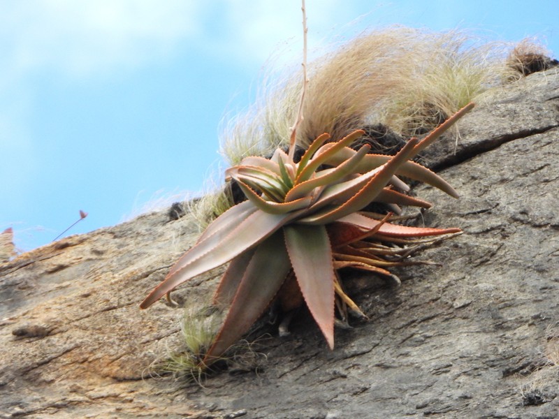 Aloe ericetorum photo 4