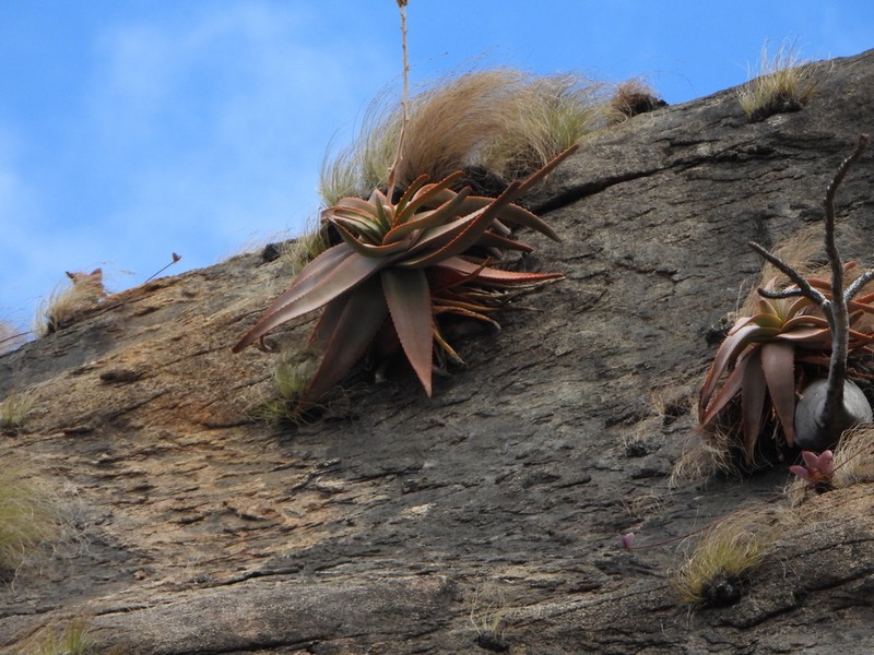 Aloe ericetorum photo 6