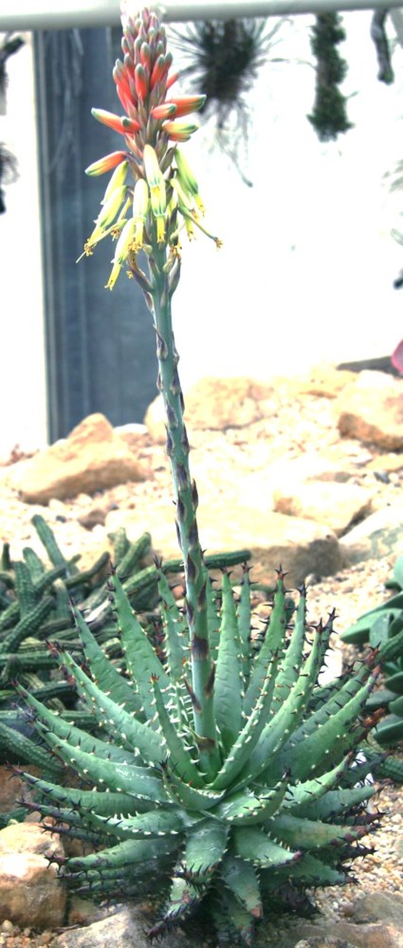 Aloe erinacea