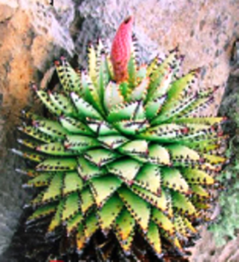 Aloe erinacea photo 2