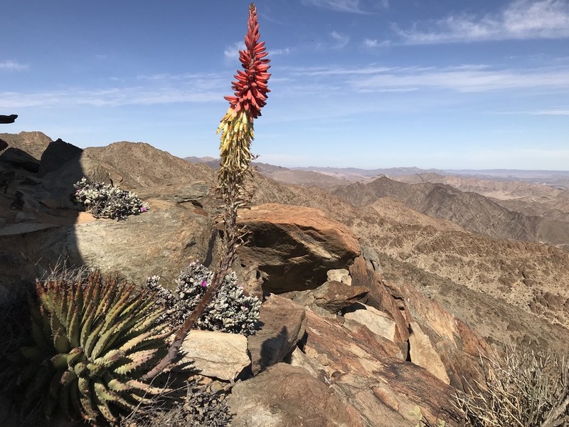 Aloe erinacea photo 3