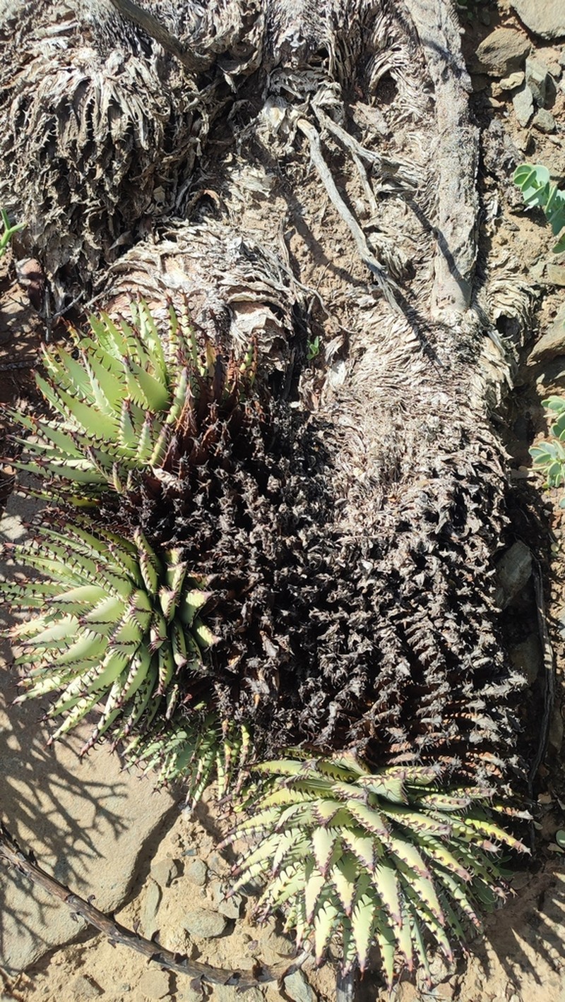 Aloe erinacea photo 4