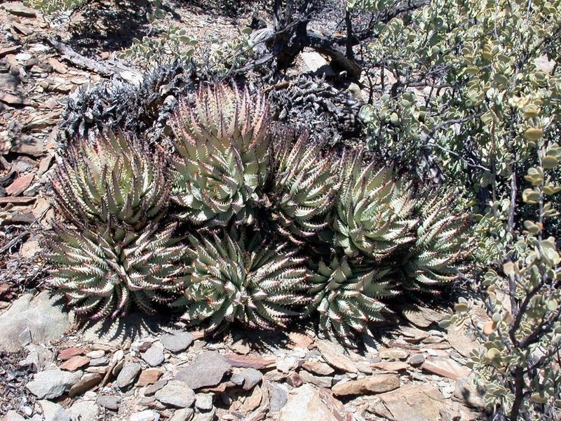 Aloe erinacea photo 5