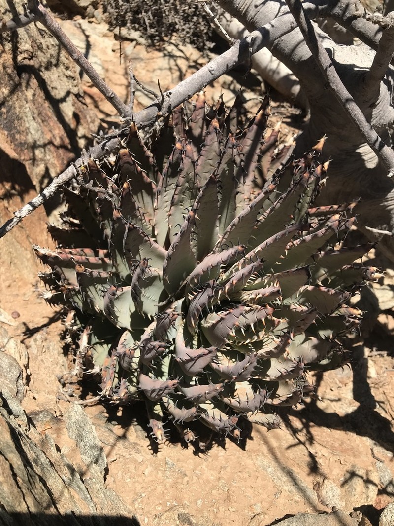 Aloe erinacea photo 6