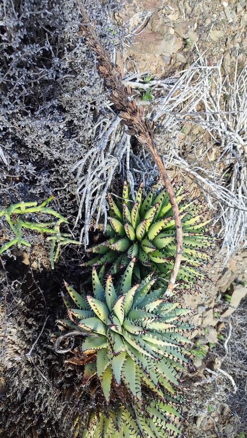 Aloe erinacea photo 8
