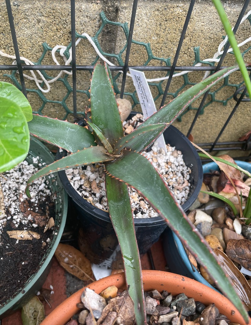 Aloe erythrophylla