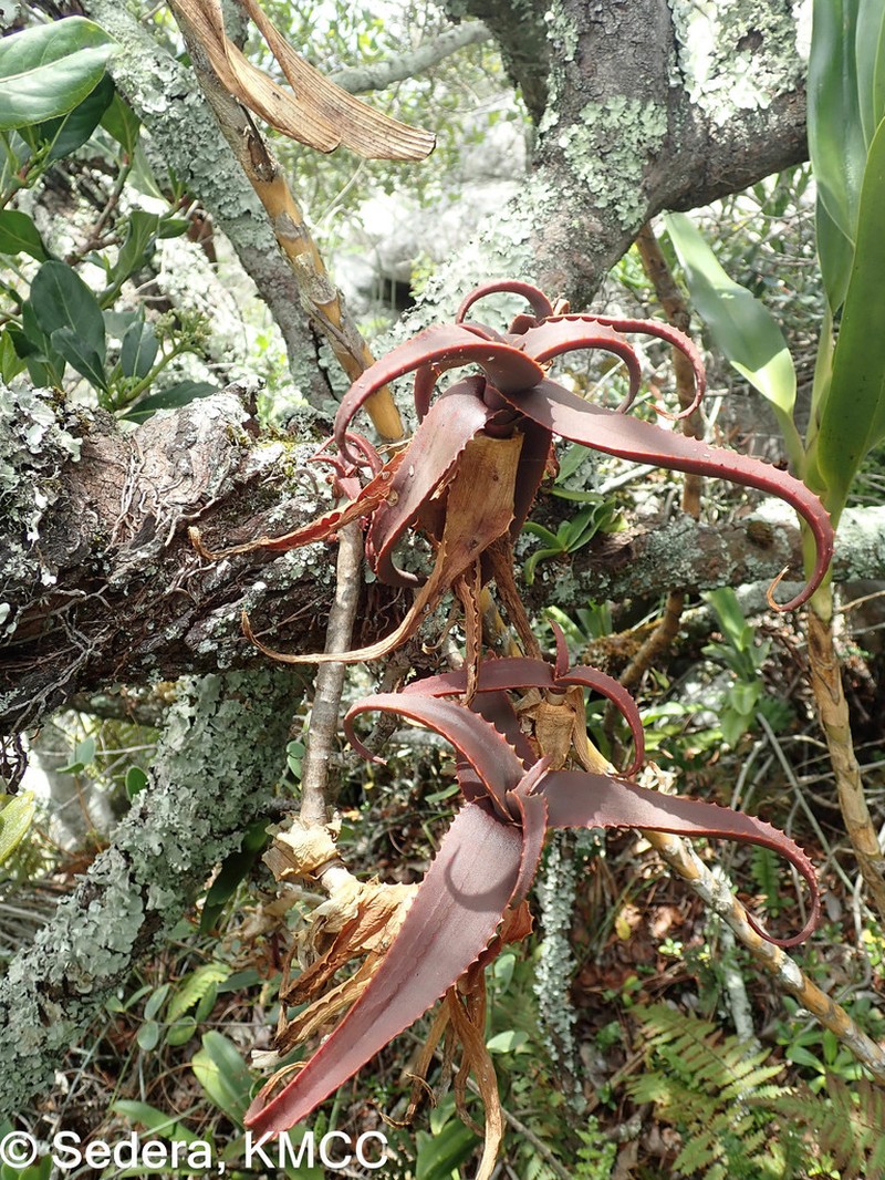 Aloe erythrophylla photo 2