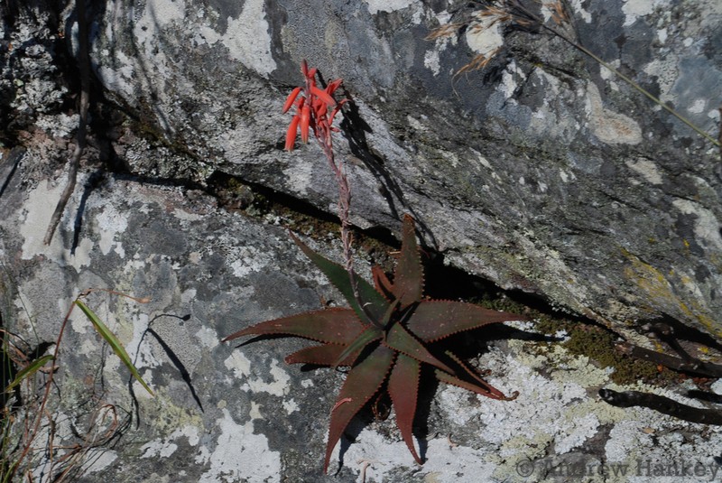 Aloe erythrophylla photo 3