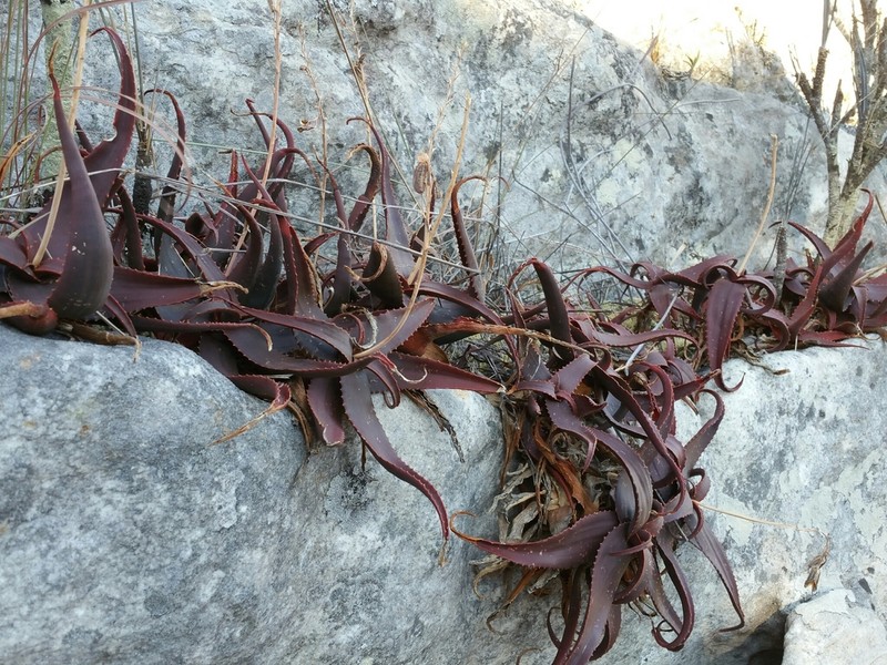 Aloe erythrophylla photo 4