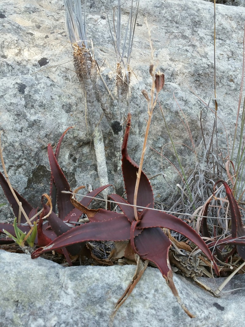 Aloe erythrophylla photo 5