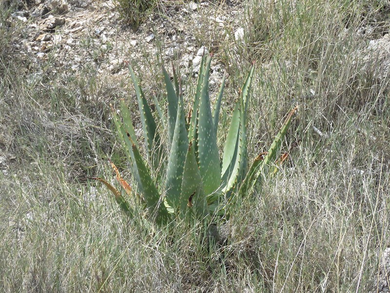 Aloe esculenta photo 2