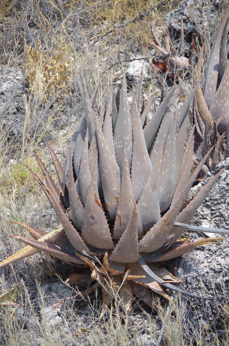 Aloe esculenta photo 3