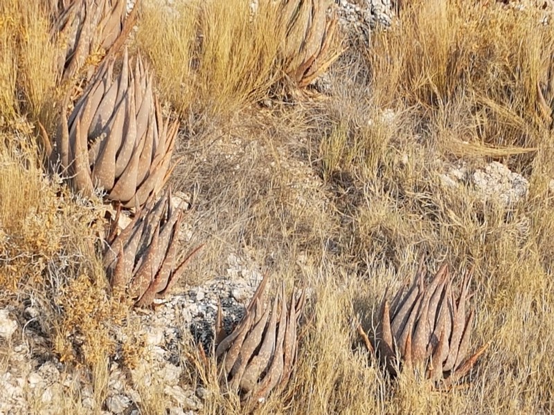 Aloe esculenta photo 5