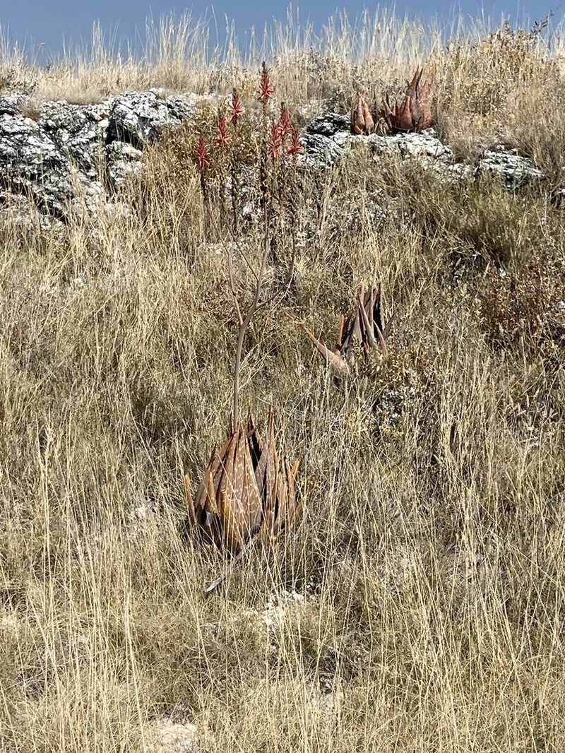 Aloe esculenta photo 7