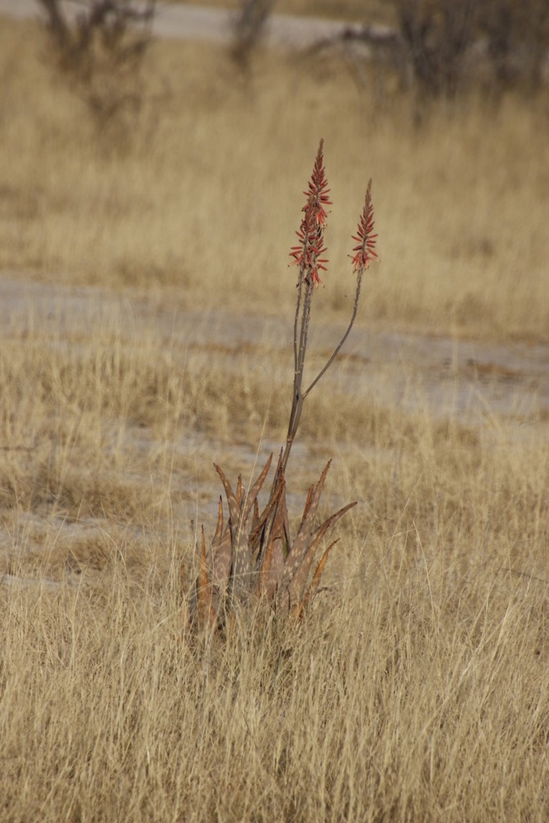 Aloe esculenta photo 8