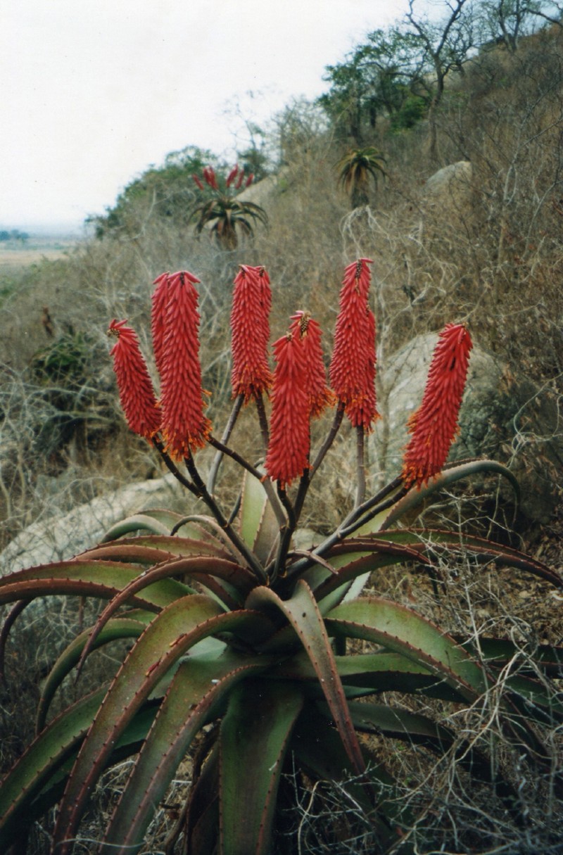 Aloe excelsa photo 2