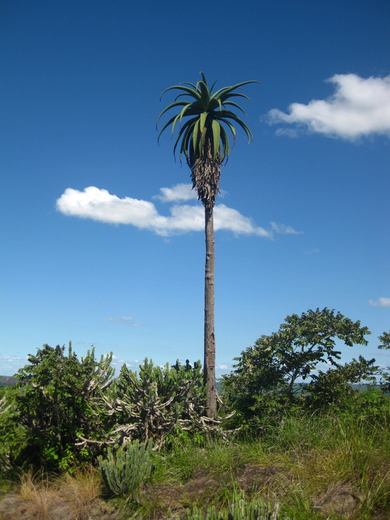 Aloe excelsa photo 3