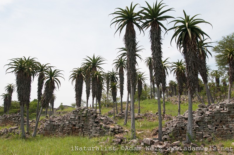 Aloe excelsa photo 5