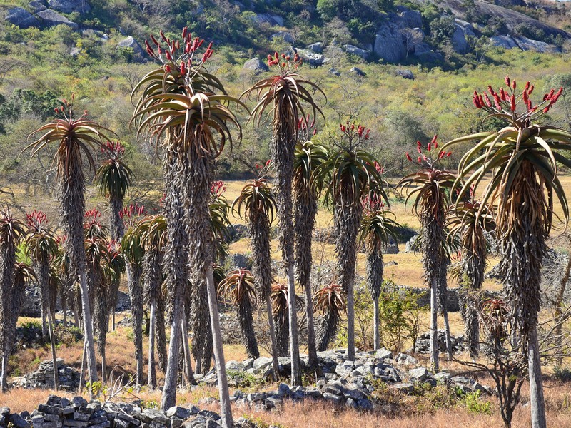 Aloe excelsa photo 6