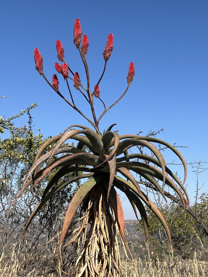 Aloe excelsa photo 7
