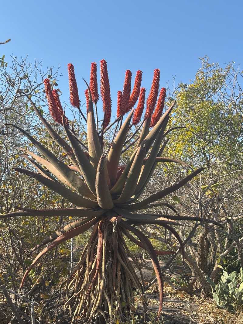 Aloe excelsa photo 8