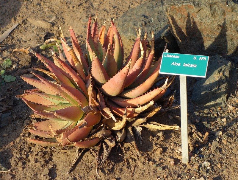 Aloe falcata