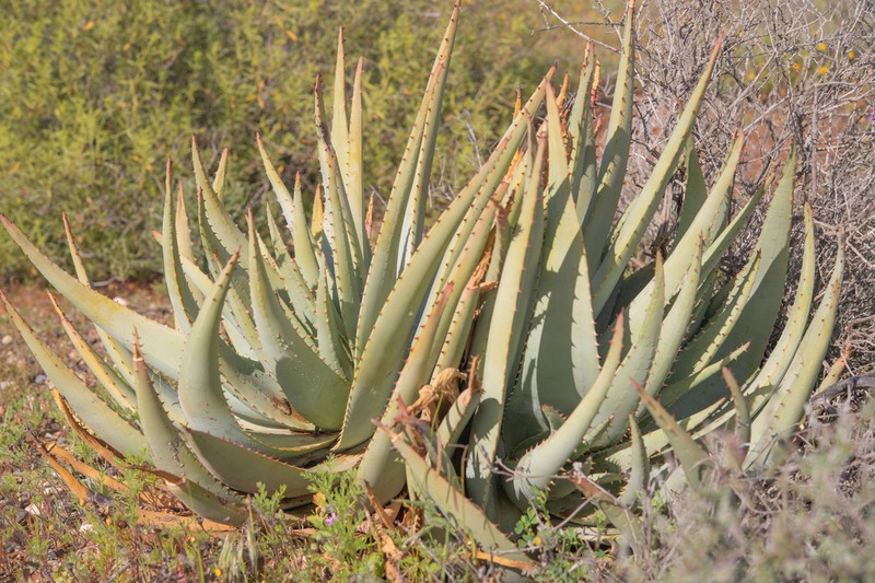 Aloe falcata photo 2