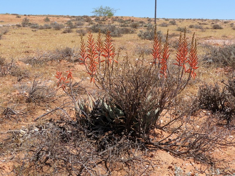 Aloe falcata photo 3