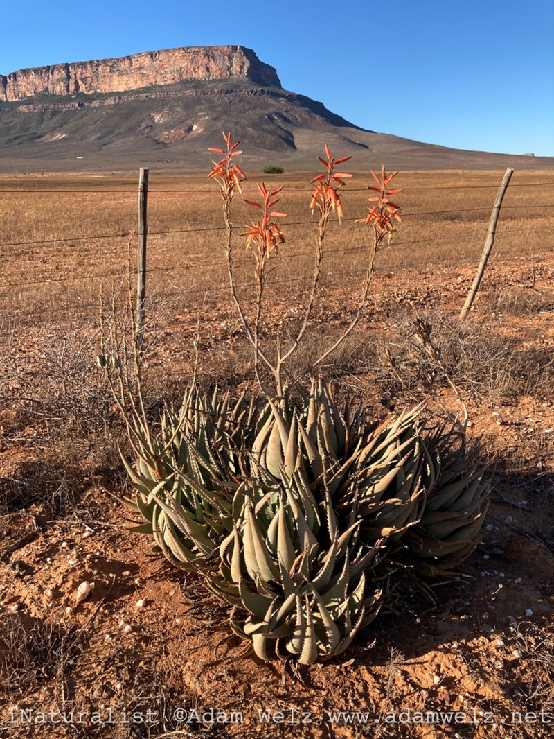Aloe falcata photo 4