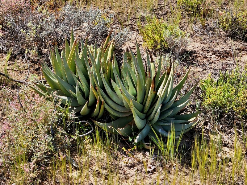 Aloe falcata photo 5